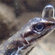 A water anole with an exhaled–and recycled–air bubble.